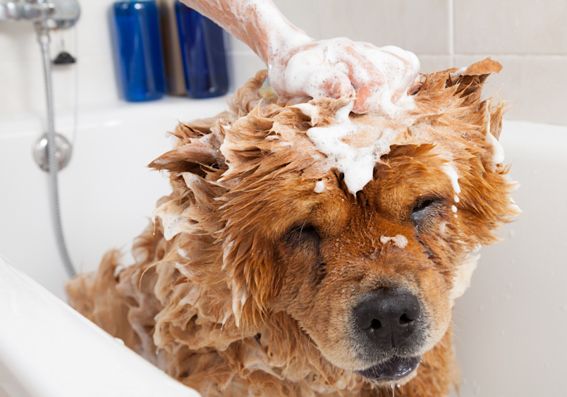 A wet chow chow puppy enjoys a bath in a white tub, covered in foamy shampoo as a hand gently scrubs its head—highlighting common chow dog breed grooming needs and care routines to manage potential chow chow health issues.