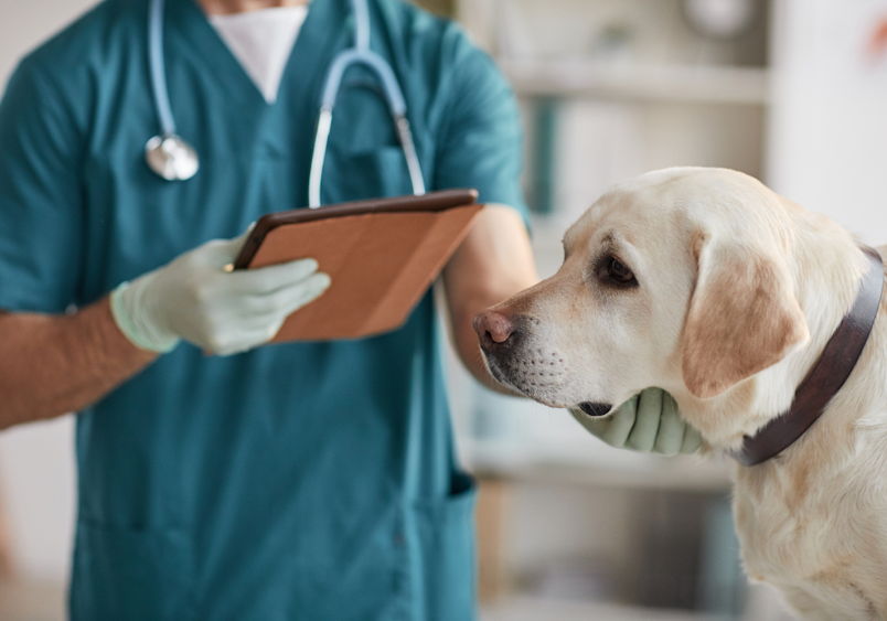 A veterinarian examines a Labrador for potential histiocytomas in dogs, documenting findings that help determine whether a pink bump on dog skin requires immediate intervention or monitoring.