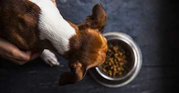dog eating out of dog food bowl