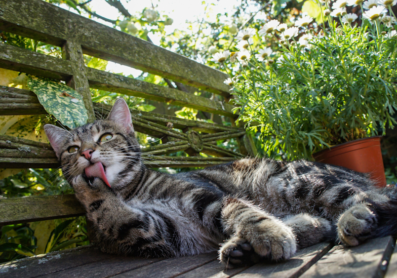 This cat has a unique and cute girl cat name - Medusa, perfect for a content tabby cat with striking grey and black stripes stretches luxuriously across a wooden garden bench, basking in dappled sunlight among green foliage, displaying her playful personality as she lounges in a comfortable, lazy pose.