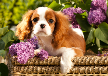 A Cavalier king Charles Spaniel dog, which is one of the Most Popular Dog Breeds in 2024, having her photoshoot in a basket against a background of flowers.