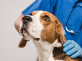 beagle getting vet check up 