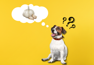 Is garlic bad for dogs aspca hotsell