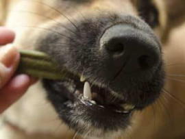 A close up of a dog's muzzle chewing on a green dental chew held by a person