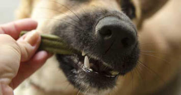 A close up of a dog's muzzle chewing on a green dental chew held by a person