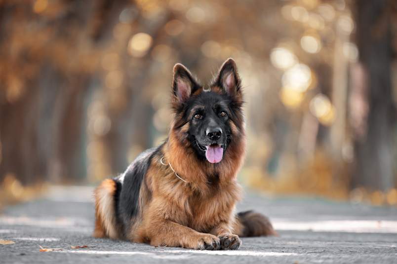 A long-haired German Shepherd lies on a paved path with tongue out, surrounded by blurred autumn trees — a deep-chested breed commonly associated with GDV in dogs and gastropexy prevention
