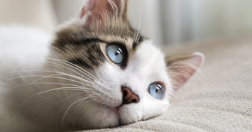 blue-eyed cat