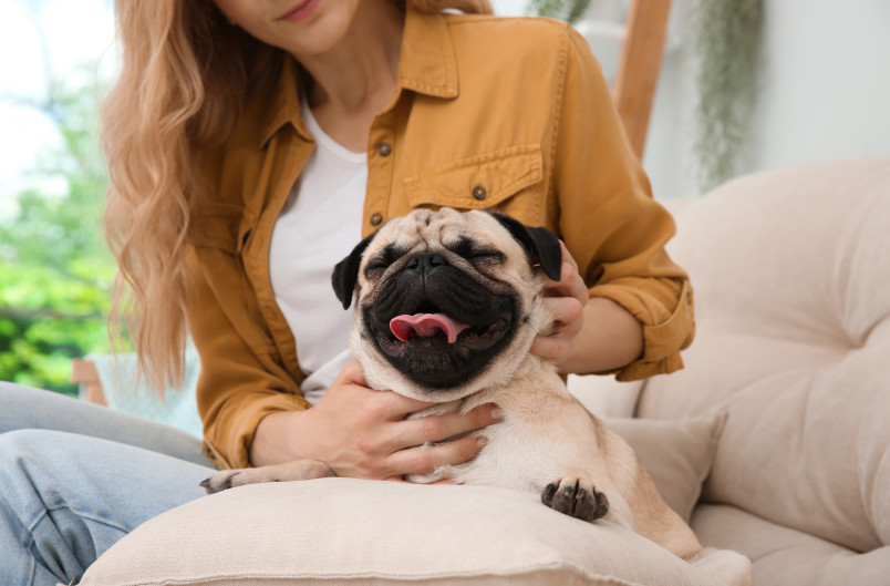 A woman and a pug, a good low energy apartment dog, resting on a white couch.
