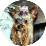 Tinky-Yorkshire-Terrier