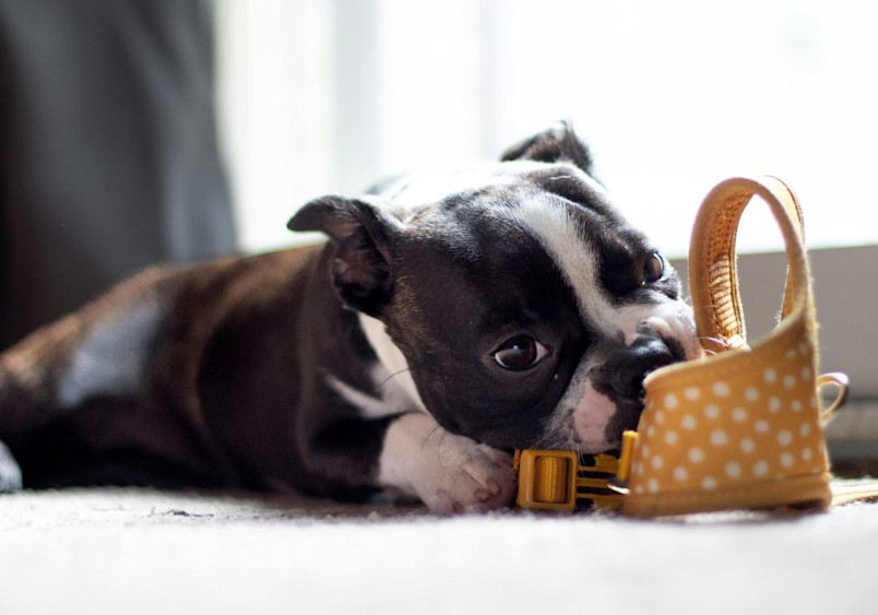 A black and white Boston Terrier puppy lies on a light carpet in soft window light, displaying typical playful behavior.