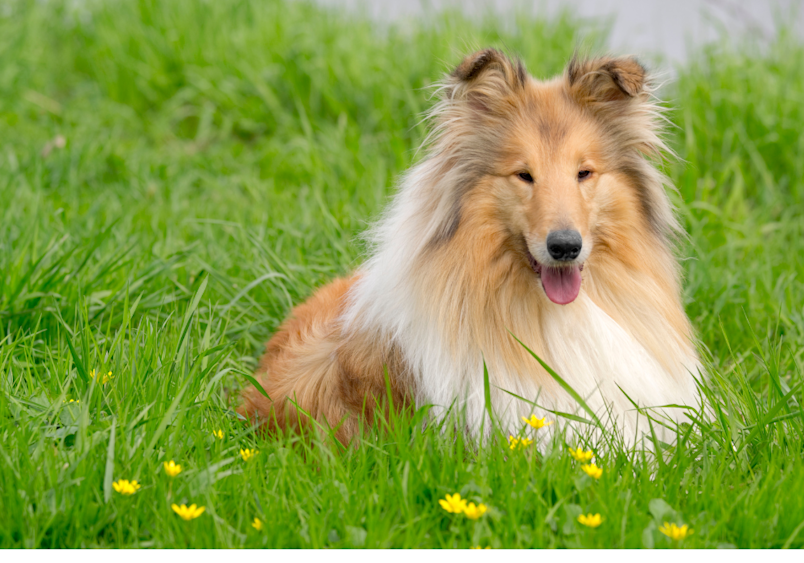 A golden-brown rough collie, also known as a Lassie dog, relaxing on a lush green field with yellow flowers, showcasing its thick, luxurious fur.