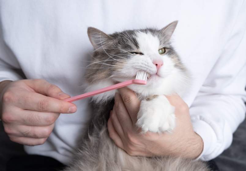 A person in a white shirt gently brushes the teeth of a fluffy gray and white cat using a pink toothbrush, with the cat's expression landing somewhere between tolerant and skeptical. This relatable at-home dental care image is a natural fit for articles about cat tooth decay, feline tooth resorption, and preventing black spots on cat teeth before they develop into bigger problems. 