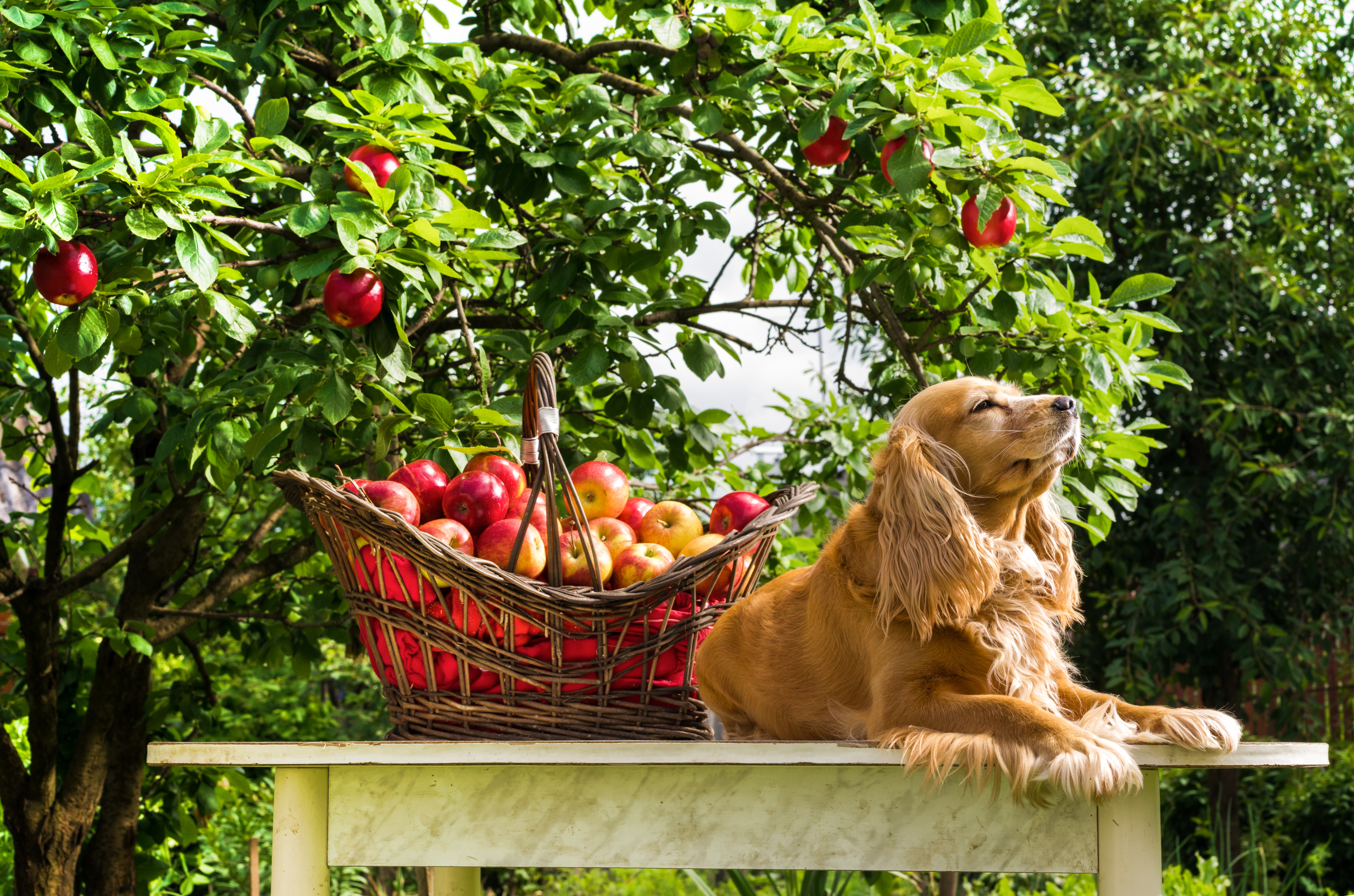 A golden cocker spaniel lounges on a garden table next to a wicker basket brimming with fresh red apples, an apple tree heavy with fruit overhead. 