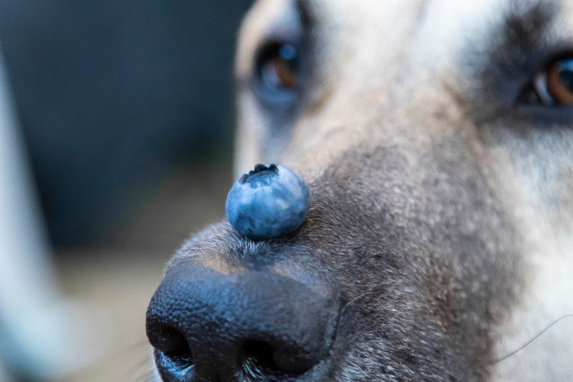 Dog eating blueberries