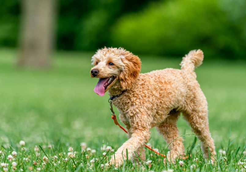 A happy Poodle walking in a grassy park, illustrating common concerns such as 'why is my dog pooping more than usual,' 'how many times should my dog poop a day,' and 'is it normal for a dog to poop once a day