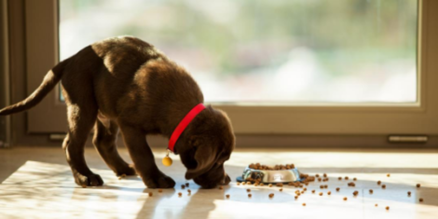 How Much and How Often to Feed a Puppy