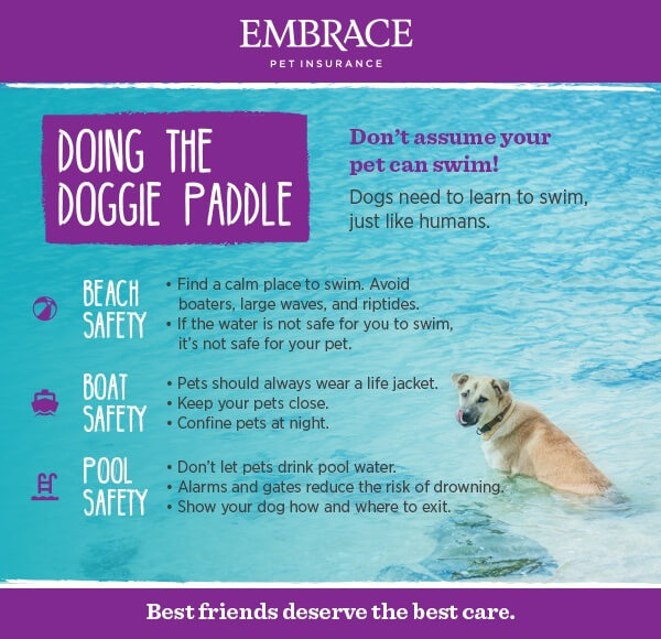 Ten Swimming Safety Tips For Dogs