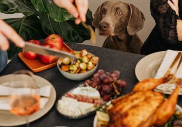 An eager dog sits at a Thanksgiving table laden with festive dishes, eyeing a spread that includes turkey, apples, Brussels sprouts, and grapes; while some Thanksgiving foods are safe for dogs, such as plain turkey and certain vegetables, others like grapes should be avoided to ensure a pet-friendly celebration.