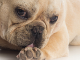 up close of pug licking paw 