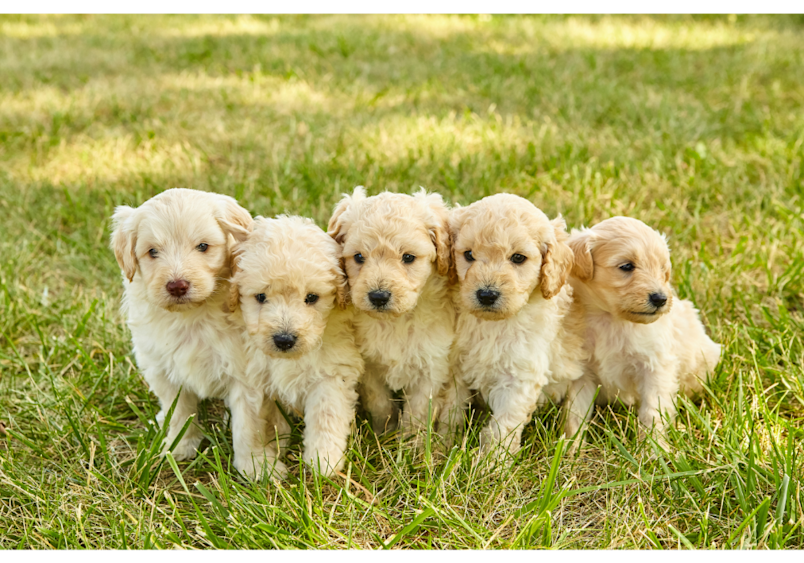  Golden doodle puppies showcases the early stages of choosing a Goldendoodle puppy, with five cream-colored siblings displaying the breed's characteristic fluffy coats