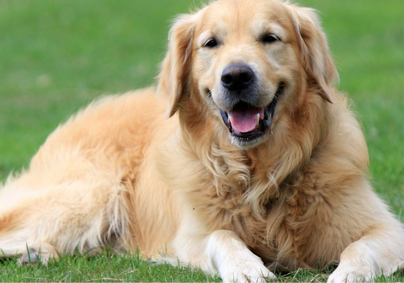 A friendly golden retriever lying on green grass, showcasing the breed's signature golden coat, gentle personality, and loyal traits, which are common golden retriever characteristics loved by families