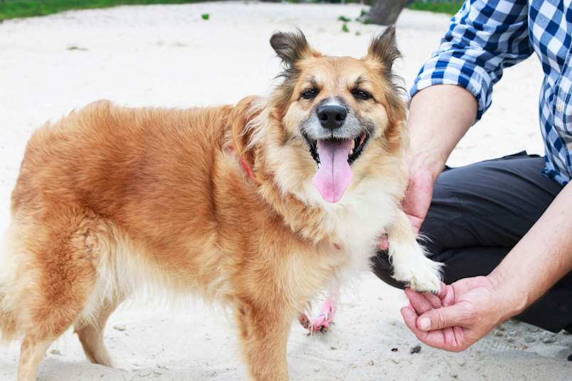 A pet parent gently holds and inspects their dog's paw at a sandy dog park while the happy, fluffy golden mixed-breed dog pants contentedly. If your dog keeps licking paw areas excessively, checking for visible irritation, debris, or injuries between the toes is an important first step. 