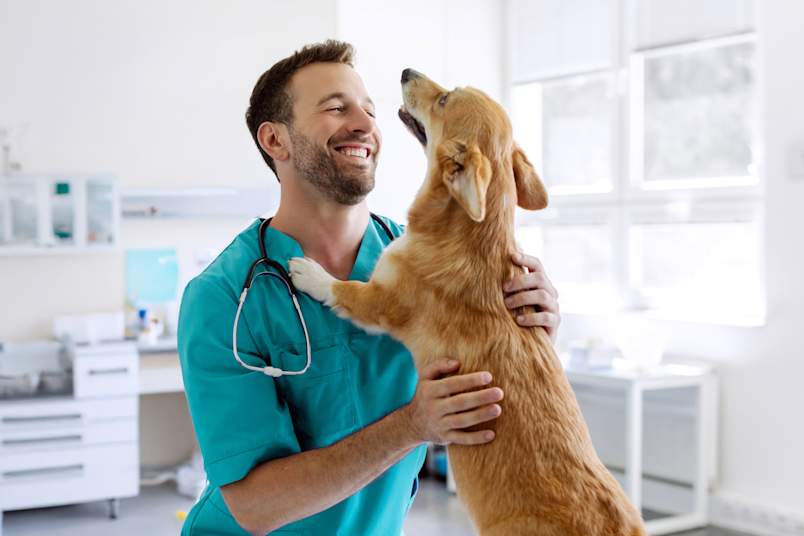 
A smiling male veterinarian in teal scrubs with a stethoscope warmly embraces a Golden Retriever puppy standing on its hind legs in a clean, modern clinic setting. The dog's happy, trusting body language reassures pet owners who may be wondering if low cost spay clinics are safe — quality veterinary care and a positive experience go hand in hand. 