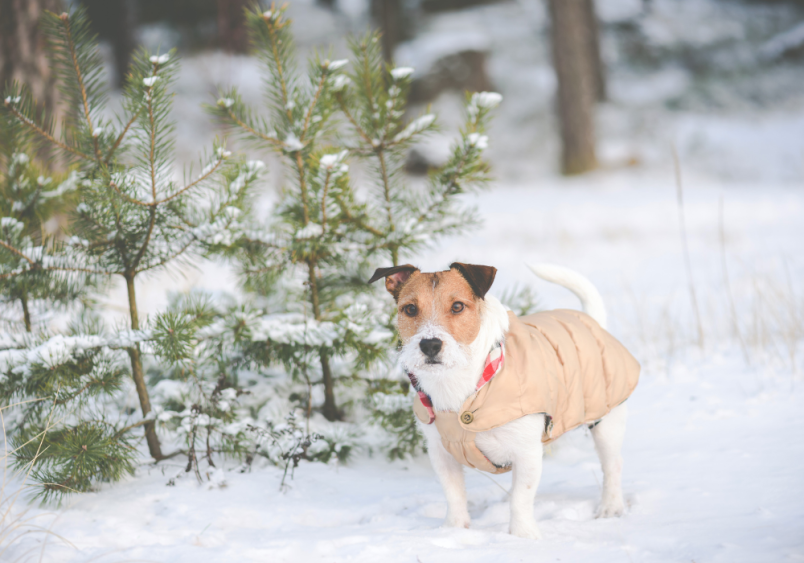 This cute small to medium-sized dog is out in the snow wearing a winter jacket to be protected from the cold, because it's always better to be safe and prepared for whatever temperature is too cold for dogs.