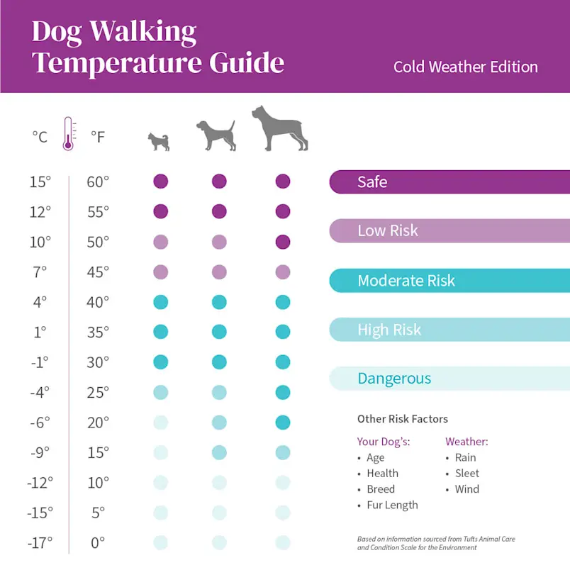 What Is A Safe Temperature For A Dog To Be Outside