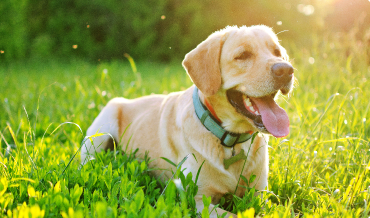 can dogs survive aspiration pneumonia