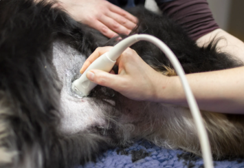 An ultrasound is being performed on this dog by her veterinarian, for she is suspected of carrying anasarca puppies. 