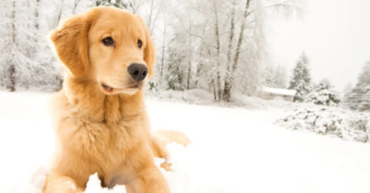 6 Fun Facts You Probably Didn't Know about Golden Retrievers