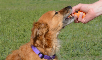 Dog Eating Oranges from Person's Hand