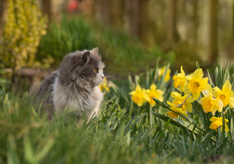 A fluffy cat, looking wise and serene, seems to be appreciating the vibrant yellows and greens of nature. But what colors can cats actually see?