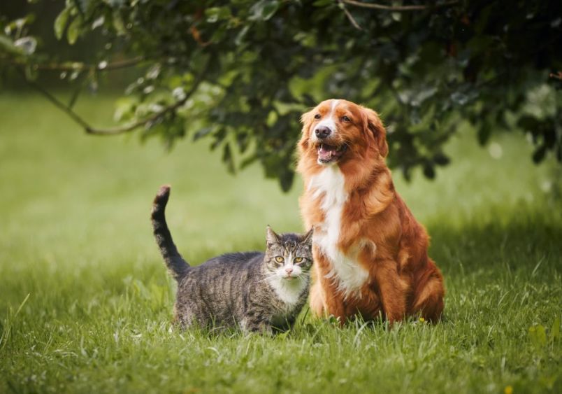 An unexpected pair of animal companions - a reddish-brown dog with white markings and a grey tabby cat sitting together peacefully in a lush green garden with leafy trees, demonstrating how pets can safely share outdoor spaces with pet-friendly plants and flowers