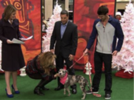 Michael Phelps shows off Stella (Penelope) on the Today Show's Bow to Wow segment. Photo Credit TODAY