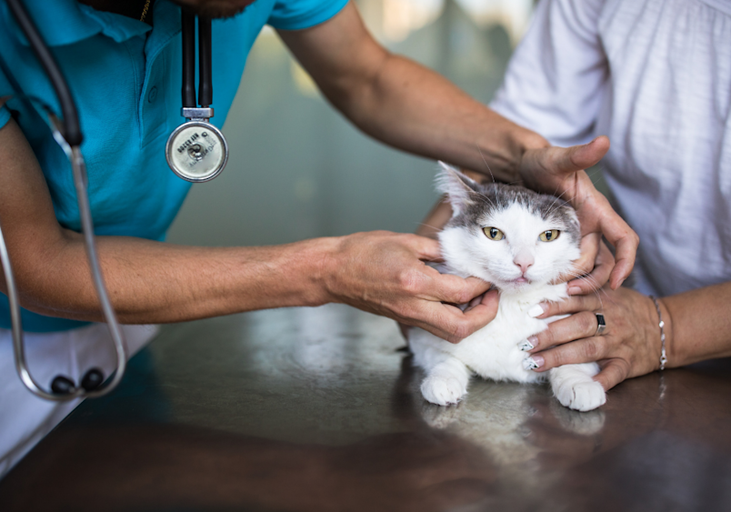 A white and gray cat sitting calmly on a veterinary exam table while a veterinarian in teal scrubs with a stethoscope performs a physical examination, supported gently by its owner. This image perfectly represents the moment many pet parents seek professional help when wondering why is my cat vomiting or why is my cat throwing up repeatedly.