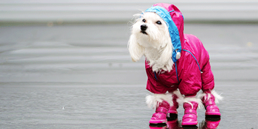 Dog clothes best sale and shoes