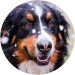 Heidi - Bernese Mountain Dog