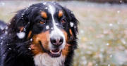 Heidi - Bernese Mountain Dog