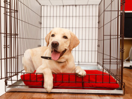 Labrador dog in crate laying in bed after being crate trained