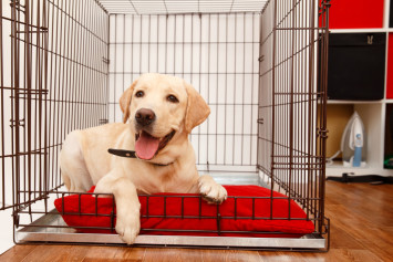 Labrador dog in crate laying in bed after being crate trained