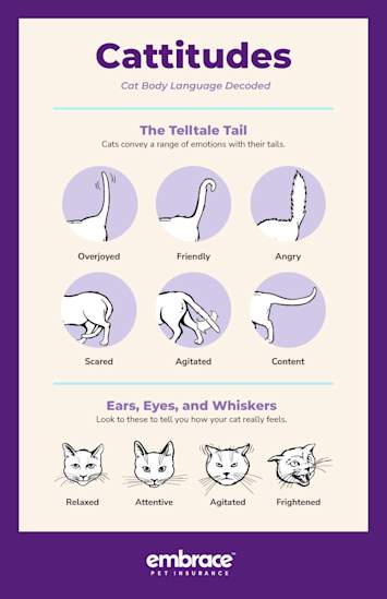 Cattitudes: Cat Body Language