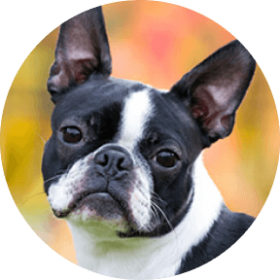 Boston Terrier Dog Breed