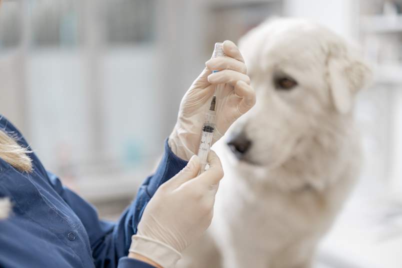 A gloved veterinarian prepares a syringe with a white fluffy dog sitting in the background, representing the Zeuterin zinc neuter injection as a non-surgical alternative to neutering a dog