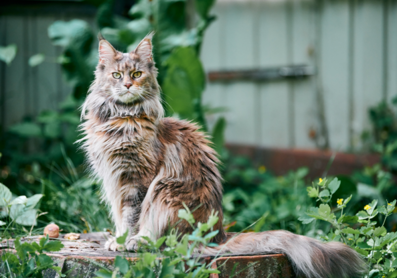 This large tabby cat, named Zeus—an amusing and silly cat name yet fitting for its majestic appearance—strikes a pose for the camera. The backdrop features a lush, green area filled with overgrown grasses and blooming flowers, adding to the serene scene