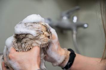 Owner giving its kitten a bath