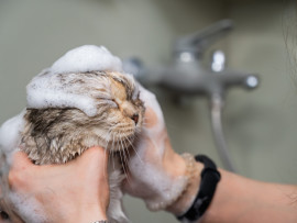 Owner giving its kitten a bath