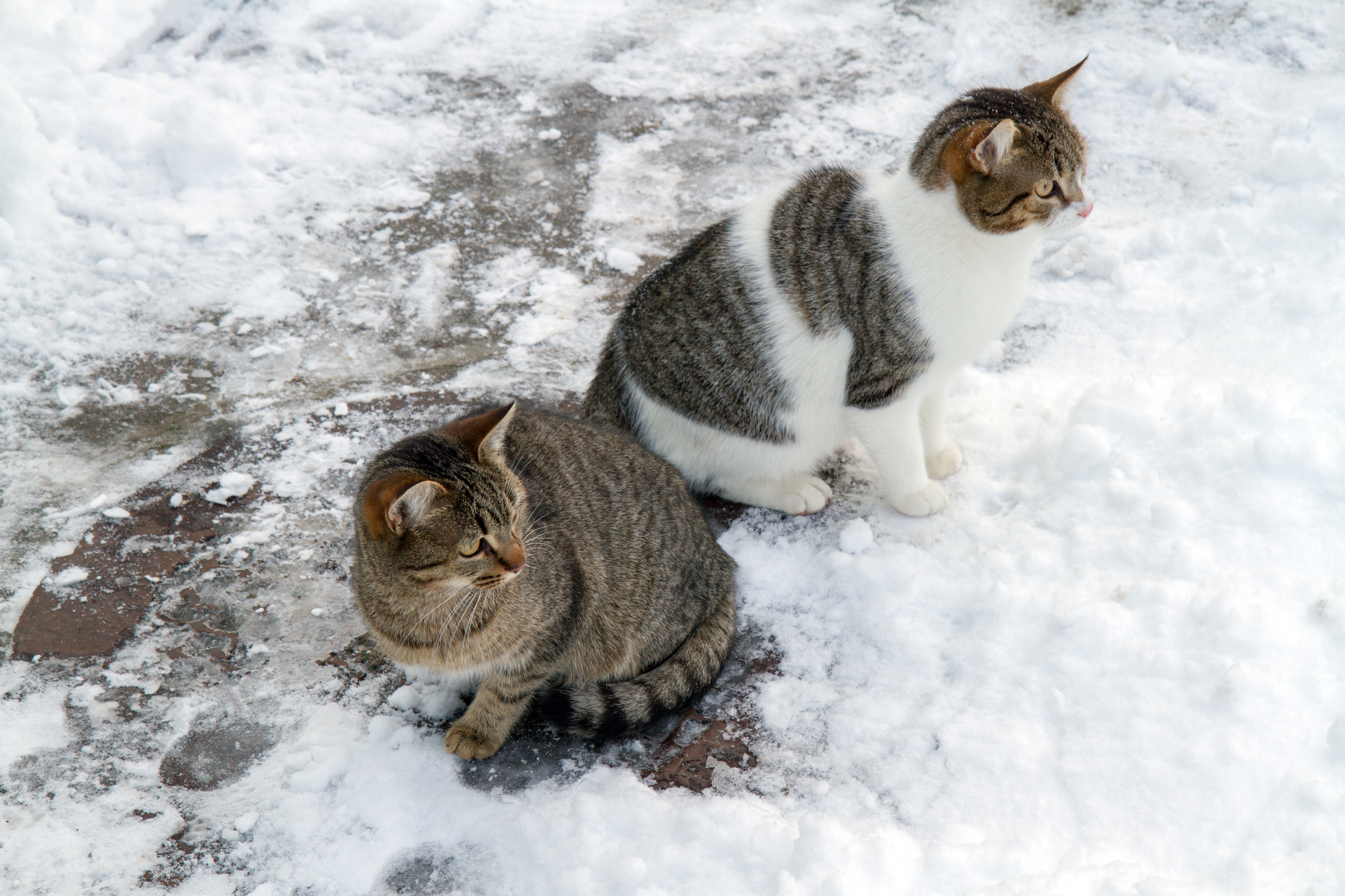 
Two tabby cats sit exposed on a cold, snow-covered surface, one loafing tightly to conserve warmth while the other scans the surroundings. This image captures exactly why a weatherproof outdoor cat shelter matters — without a feral cat shelter or insulated cat house to retreat to, outdoor and community cats face dangerous cold weather conditions. 