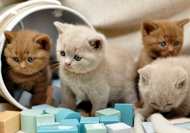 Named Princess, Snowball, Smokie, and Marbles - four adorable British Shorthair kittens with unique girl cat names perfect for these two cream-colored and two ginger-colored, curiously peering at blue-colored gift boxes or presents, showcasing their round faces and bright eyes.